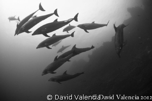 A large pod of dolphins joined us during a dive on Socorr... by David Valencia 